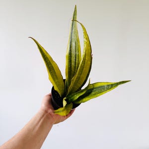 Sansevieria Komodo Claw - Variegated Snake Plants - Live Houseplant in 4” Pot