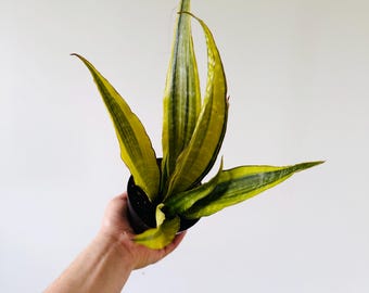 Sansevieria Komodo Claw - Variegated Snake Plants - Live Houseplant in 4” Pot