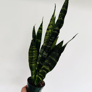 May include: A potted snake plant, also known as Sansevieria trifasciata, with long, upright leaves. The leaves are a dark green with horizontal, light green and yellow banding. The plant is in a dark green plastic pot.