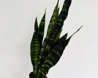 crossword clue succulent plant Shop 'Pedilanthus bracteatus - Tall Slipper Plant' Care and Growing Guide main image 0