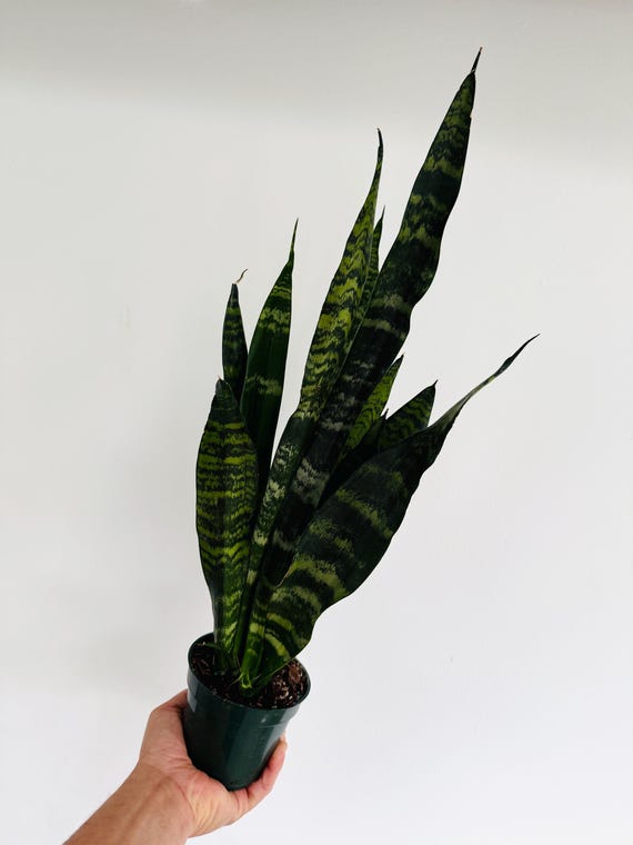 Black Forest Sansevieria - Hybrid Snake Plant - Black Houseplants - Easy  Houseplants - Live Plant in 4 Pot