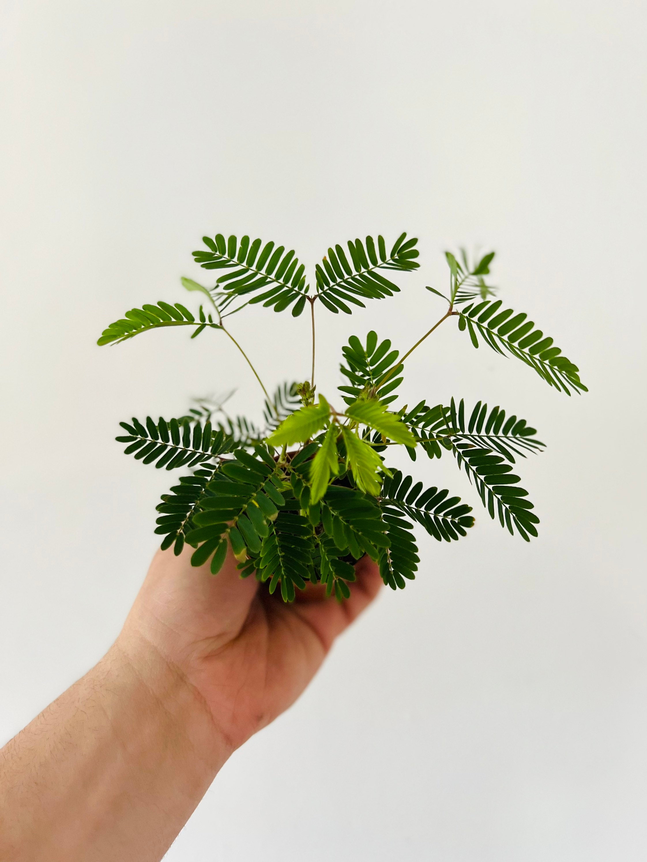 Sensitive Plant - Mimosa Pudica - Shameplant - Live Plant in 3
