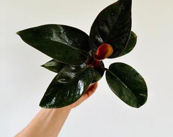 Philodendron Tatei - Live Plant in 4 or 6 Pot - Etsy