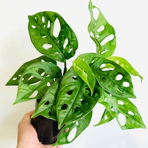 Monstera Adansonii - Wide Form - Swiss Cheese Plant - Etsy