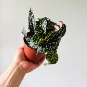 Begonia Megadot - Angel Wings Plant - Gothic Decor - Tropical Houseplant - Live Plant in 4” Pot