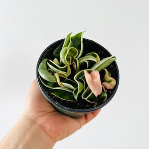 Variegated Hoya Rope - Small Heads - Rare Hoya - Available in 4” Pots