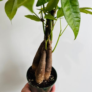 May include: A Money Tree plant in a dark green pot. The trunk is braided, with a brown, textured appearance. Lush, bright green leaves sprout from the top. The plant is held in a hand against a white background.