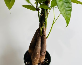 Money Tree - Braided - Pachira aquatica - Easy care house plant - Live Tropical Houseplant