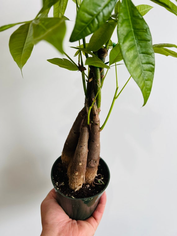 money tree plant feng shui Braided Pachira Stump Money Tree | Feng Shui Lucky Money Tree