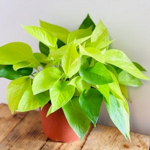 Neon Pothos - Epipremnum Pinnatum - Easy Plant