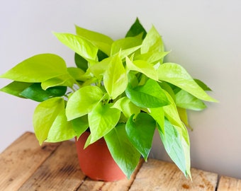 Neon Pothos - Epipremnum Pinnatum - Easy Plant