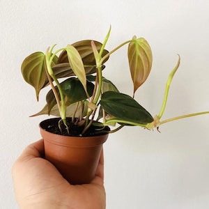 May include: A small potted plant with dark green and light green leaves. The plant is in a brown plastic pot and is held by a hand against a white background. The leaves have a reddish-brown hue.
