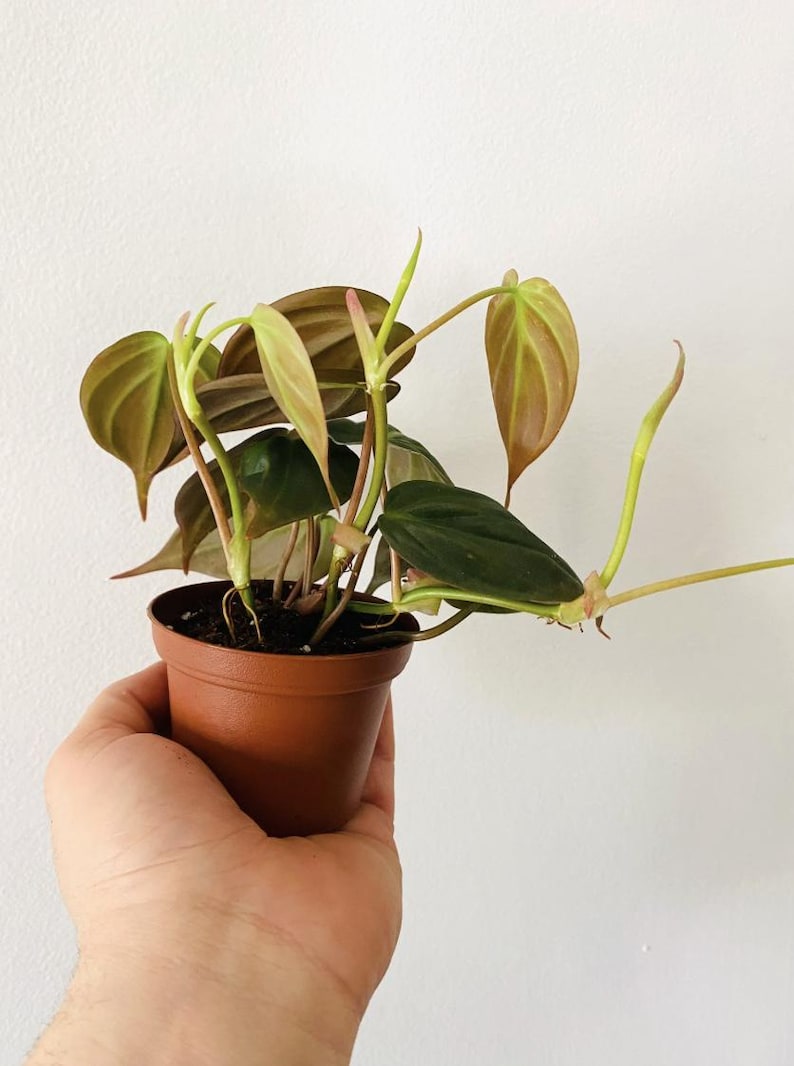 May include: A small potted plant with dark green and light green leaves. The plant is in a brown plastic pot and is held by a hand against a white background. The leaves have a reddish-brown hue.