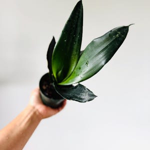 May include: A dark green snake plant in a black pot. The plant has long, pointed leaves with a glossy texture. Water droplets are visible on the leaves. The plant is held against a white background.