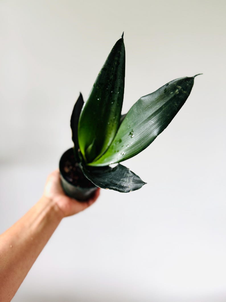 May include: A dark green snake plant in a black pot. The plant has long, pointed leaves with a glossy texture. Water droplets are visible on the leaves. The plant is held against a white background.