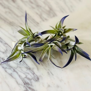 Cobalt Airplant - Tillandsia Ionantha - Airplant Collection - Available in Multiple Quantities