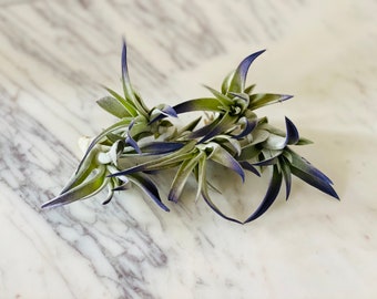 Cobalt Airplant - Tillandsia Ionantha - Airplant Collection - Available in Multiple Quantities