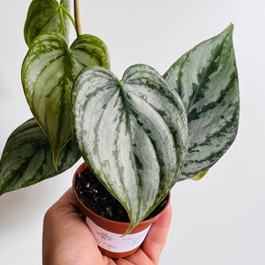 peace lily scientific name Peace Lily, Spathiphyllium