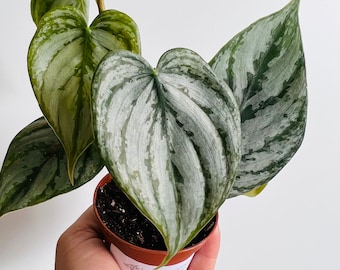 Philodendron Brandtianum - Brandi Philodendron - Rare Aroid - Live Houseplant in 3” or 4” or 6” Pot