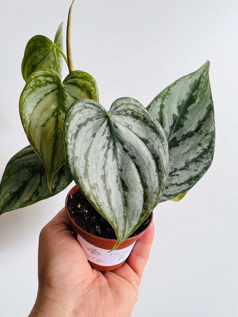 May include: A small potted plant with silver and green variegated leaves. The plant is in a brown plastic pot with a white label that says "1 Philodendron Birkin".