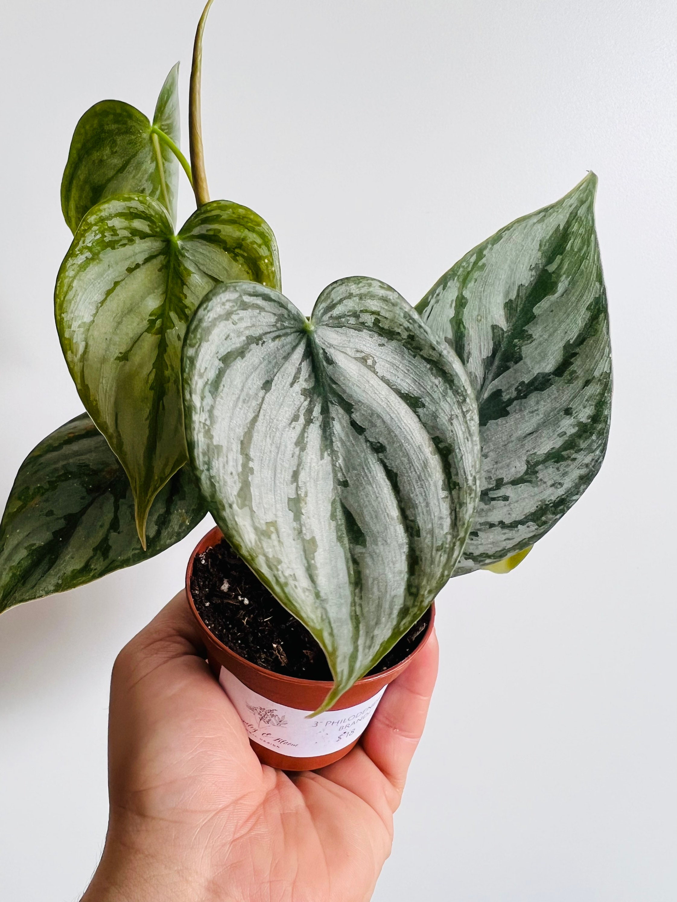 Philodendron Brandtianum: Rare Silver Mottled Aroid Live Plant - Etsy