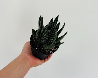 Zebra Lotus Plant - Black Houseplants - Gothic Decor - Easy Plants - Live Plant in 4” Pot