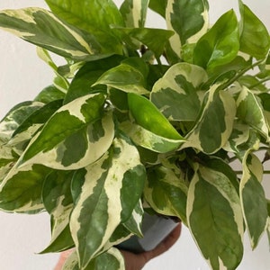 Puede incluir: Una planta en maceta con hojas variegadas verdes y blancas. La planta es una planta de interior popular conocida por su f&aacute;cil cuidado y h&aacute;bito de crecimiento colgante.