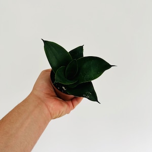 May include: A dark green Sansevieria plant, also known as a snake plant, in a small brown pot. The plant has thick, pointed leaves and is held by a hand against a white background. The leaves are a deep, rich green color.