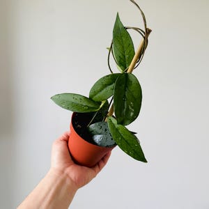 Hoya sp. Lai Chau - Veiny Hoya - Rare Hoya - Live Plant in 4” Pot