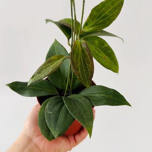 Hoya Nicholsoniae - FKA Pottsii Red Leaves - Live Plant in 4” Pot
