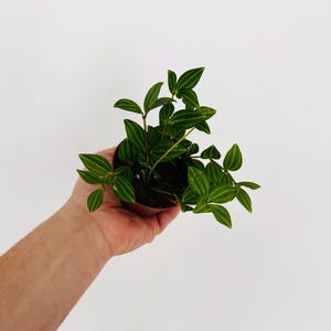 May include: A small potted plant with vibrant green leaves and a striped pattern. The plant is held in a brown pot, showcasing the fresh, healthy foliage. The background is a plain white, emphasizing the plant's natural beauty.