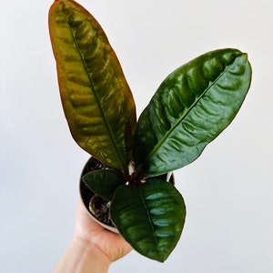 Anthurium Superbum - Prehistoric Plant - Tropical House Plant - Live Plant in 5” Pot