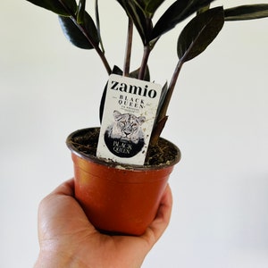 May include: A small potted ZZ plant with dark green leaves. The plant is labeled "Zamio Zamioculcas Black Queen" with a lion graphic.
