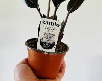 ZZ Black Queen - Easy Plant- Low Light Plant-zamioculcas