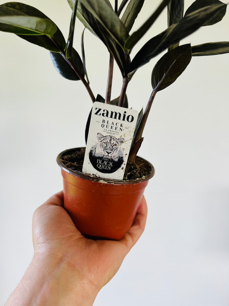 May include: A small potted ZZ plant with dark green leaves. The plant is labeled "Zamio Zamioculcas Black Queen" with a lion graphic.