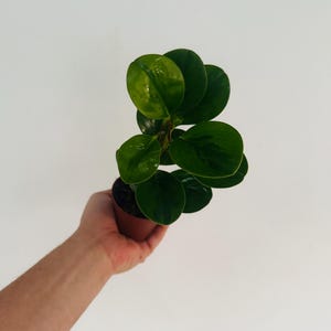 May include: A small, potted Peperomia obtusifolia plant with glossy, round, dark green leaves. The plant is held in a small brown pot, set against a plain white background. The plant is a vibrant green color.