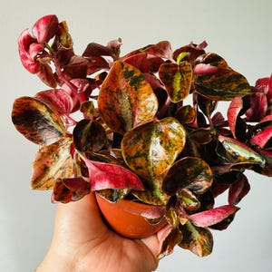 May include: A vibrant Peperomia plant with colorful leaves in shades of red, green, and orange. The plant is in a small, terracotta-colored pot. The leaves have a unique, textured appearance.