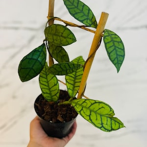 Hoya Callistophylla on Trellis - Rare Hoya - Large Growth