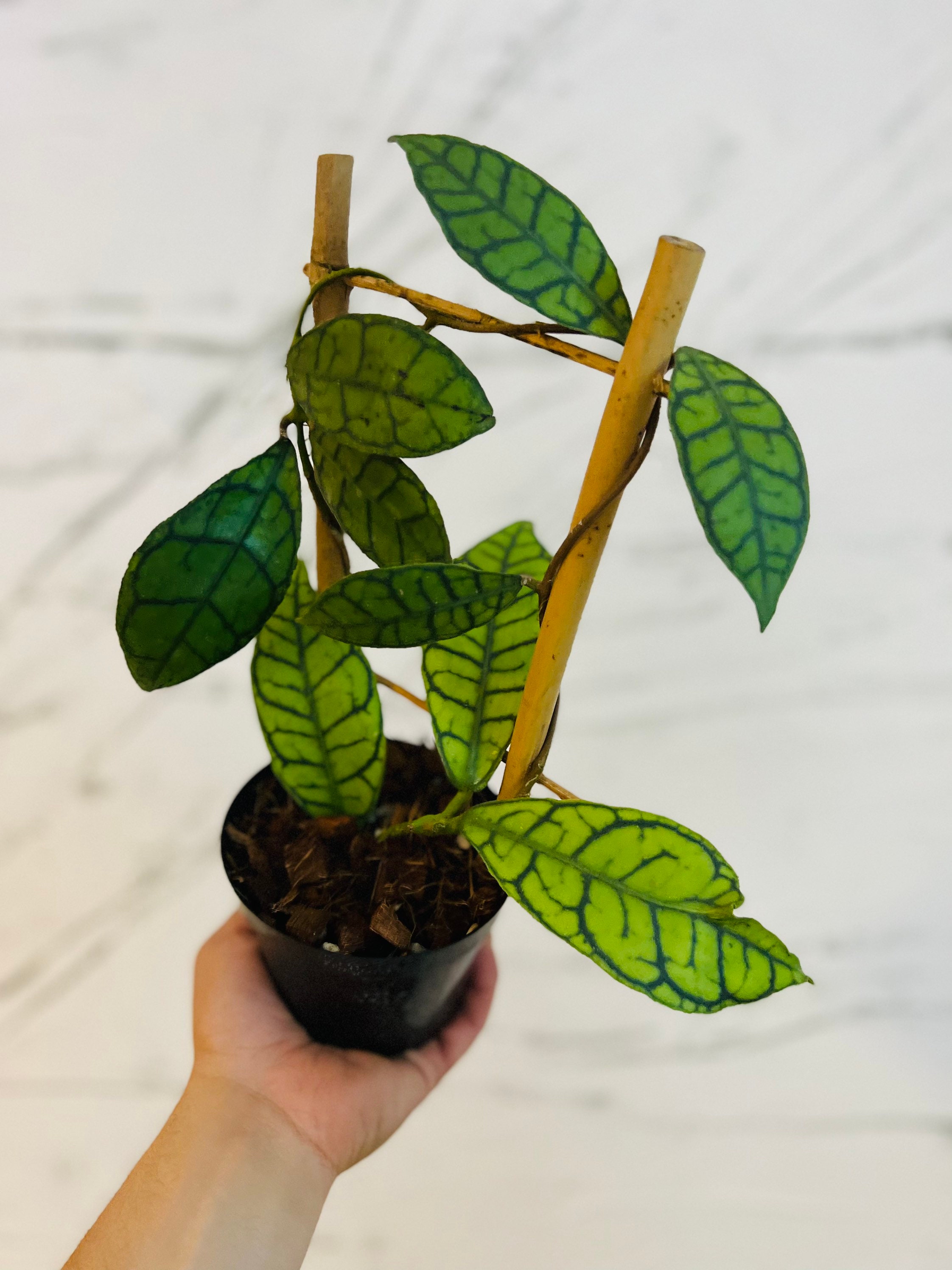 Hoya Callistophylla on Trellis - Rare Hoya - Large Growth