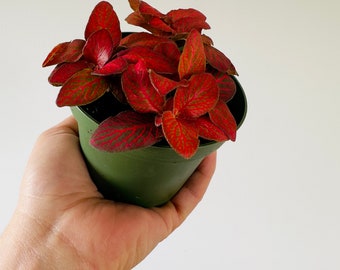 Fittonia Red Roses - Nerve Plant - Easy Plants - Beginner Plant - Live Houseplant in 4” Pot