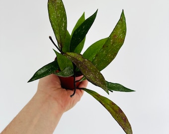 Hoya Pubicalyx RHP - Purple Pubicalyx - Live Plant in 3” Pot