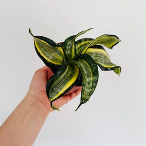 Sansevieria Henny’s Gold - Rare Snake Plant - Sansevieria Trifasciata - Live Plant in 4” Pot