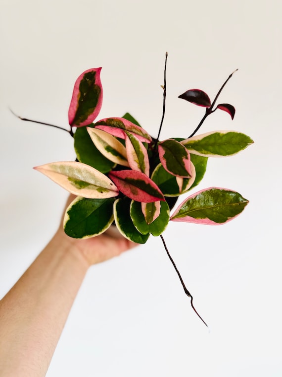 Hoya Flamingo Dream (purple Pride): Pink Variegated Carnosa - 5