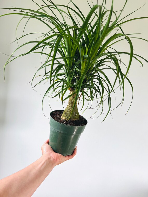 live succulent plants Trichodiadema Bulbosum, Rare Caudex, Live Succulent Plant– 1am Succulents main image 0