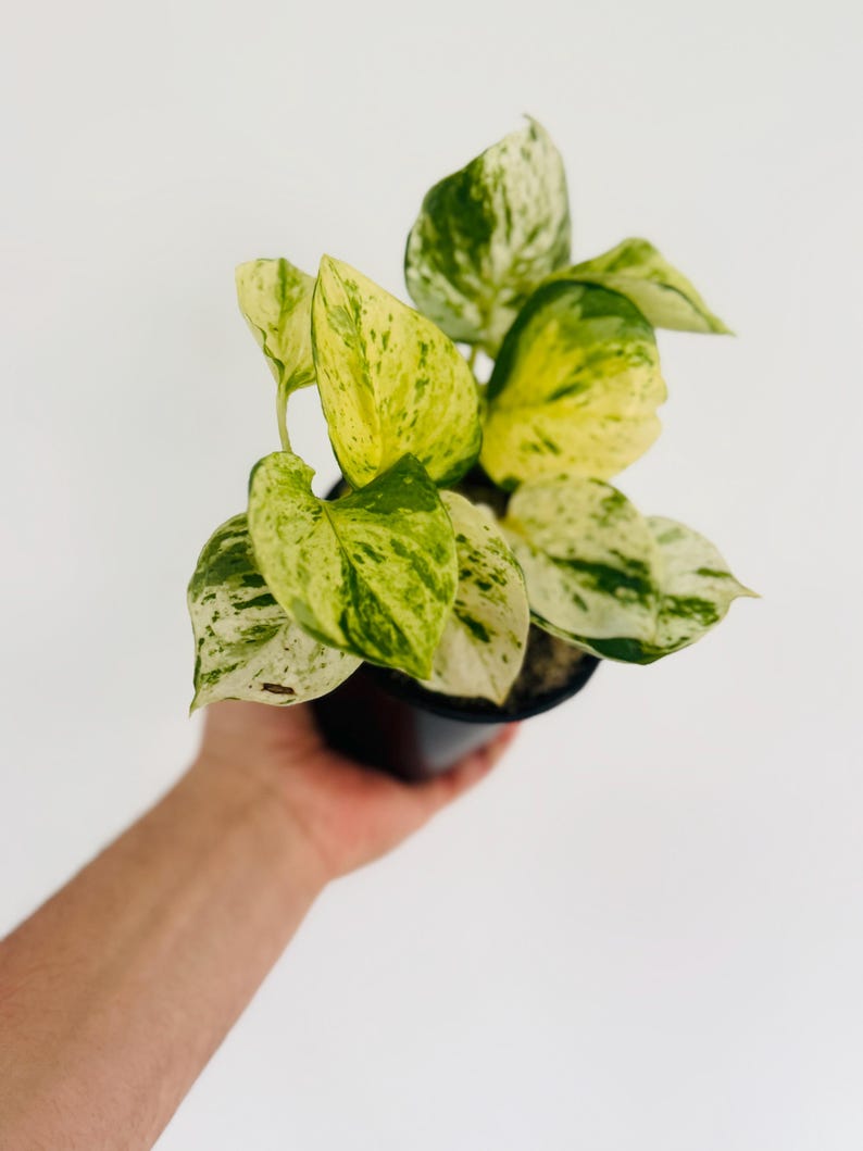 Harlequin Pothos For Sale