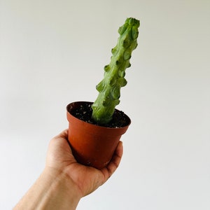 Boobie Cactus - Myrtillocactus geometrizans Fukurokuryuzinboku - Blooming Cactus - Large Cactus - Available in 4” Pots