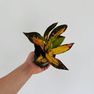 Croton Mrs Iceton - Etsy
