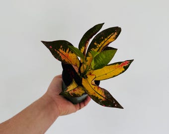 metal hanging plant holders 10