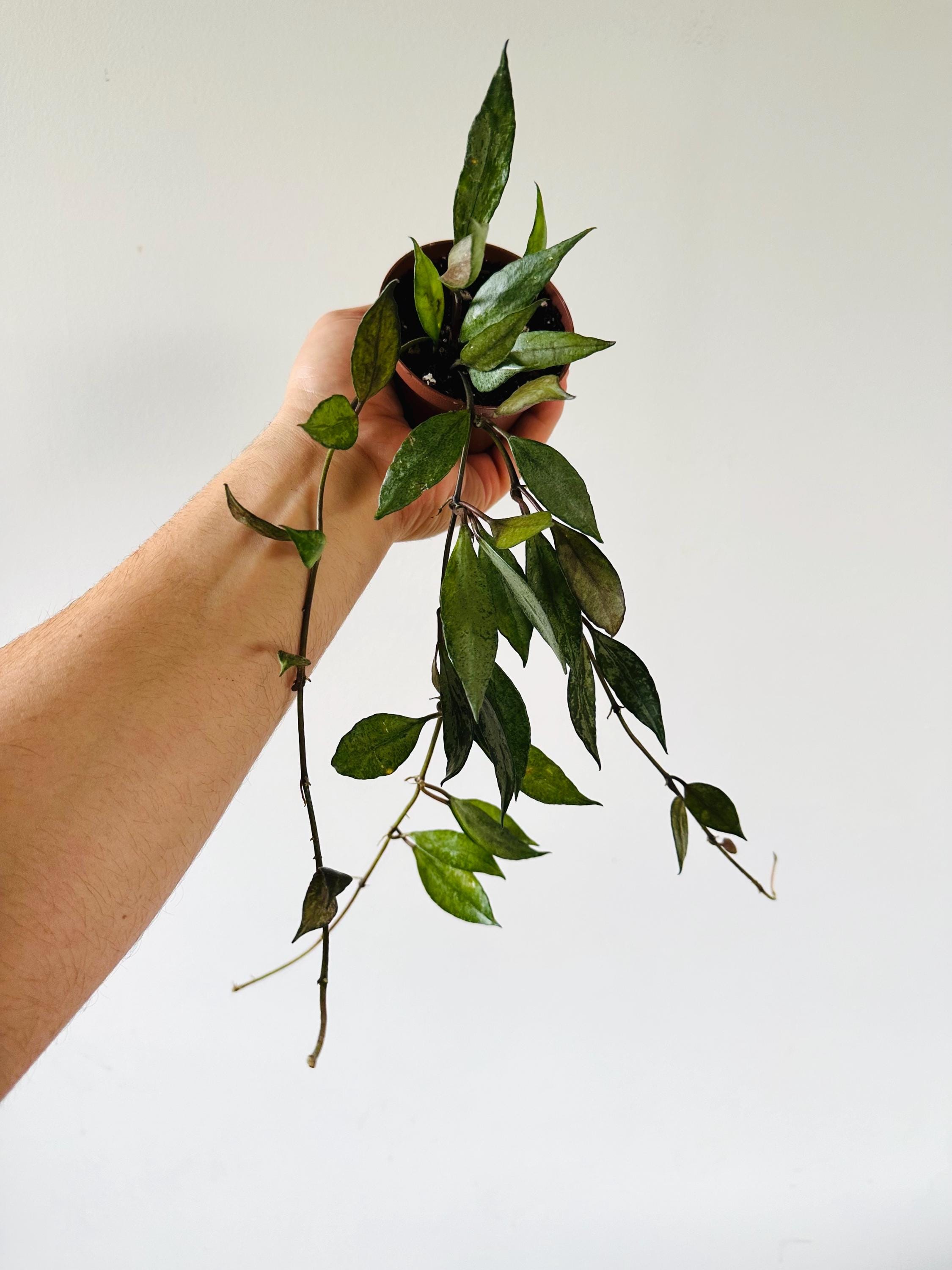 Hoya Lacunosa - Royal Flush - Lightly Rooted- Actively