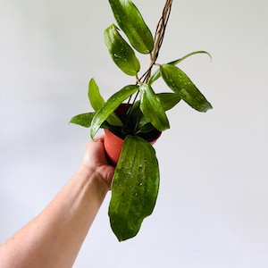 Hoya sp. Bulusan on Totem - Phillipine Hoya - Volcano Plant - Live Plant in 4” Pot